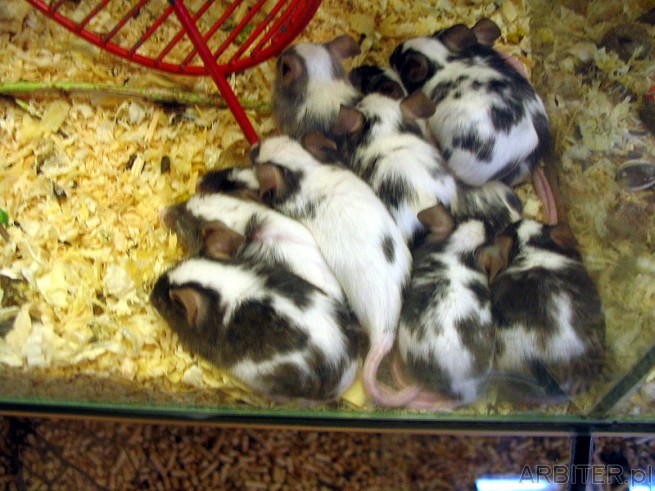 Myszy - w sklepie zoologicznym Kakadu