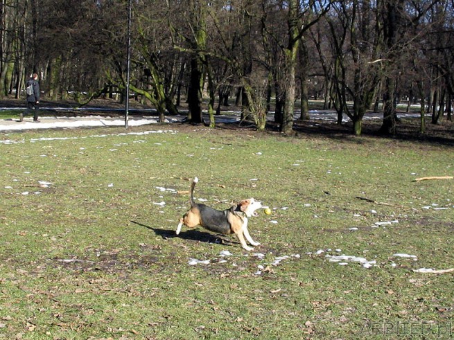 Pies w parku bawi się piłeczką.