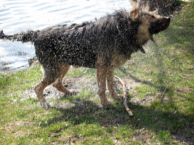 Pies wytrząsa wodę