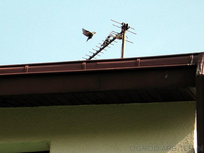 Szpaki i inne ptactwo siada na antenie którą potrafi zapaskudzić