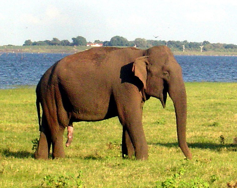Słoń - też liczy na becikowe...?