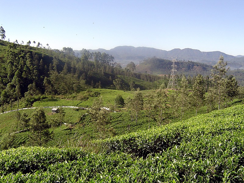 Herbata w górach. Słup wysokiego napięcia zakłóca rajski krajobraz.