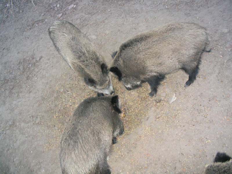Dziki - świniaki startują do zawodów o paszę