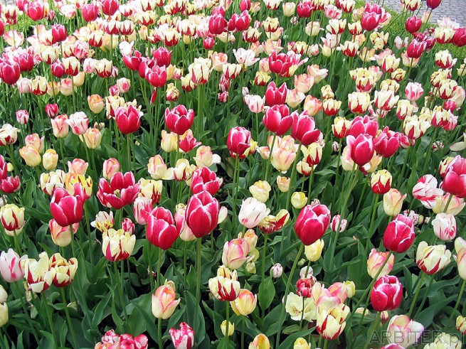 Kwiaty w ogródku. To chyba tulipany