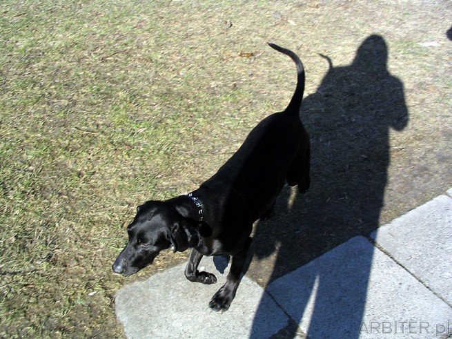 Duży czarny pies
